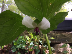 Trillium rugelii