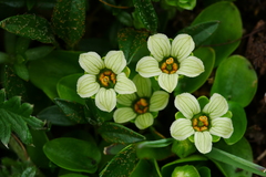 Parnassia cacuminum