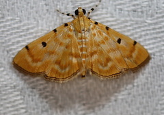 Notarcha obrinusalis