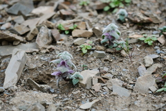 Eriophyton wallichii
