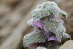 Eriophyton wallichii