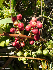 Gaultheria insana