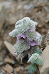 Eriophyton wallichii