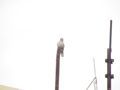 Streptopelia decaocto