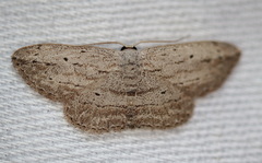 Scopula desita