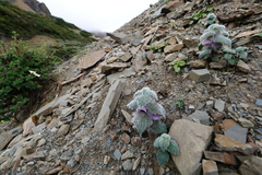 Eriophyton wallichii