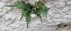 Pteris vittata