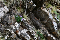 Paraquilegia microphylla