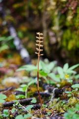 Neottia acuminata