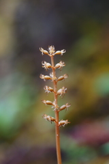 Neottia acuminata