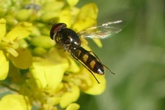 Syrphinae