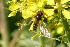 Syrphinae