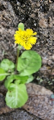 Youngia japonica