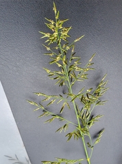 Eragrostis porosa