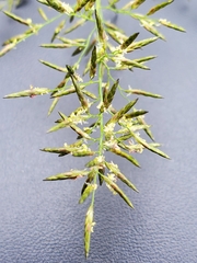 Eragrostis porosa