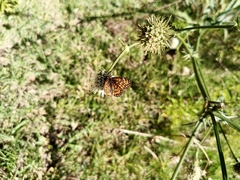 Chlosyne definita