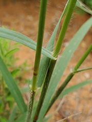 Eragrostis porosa