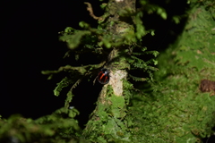 Toxotoma monovittata