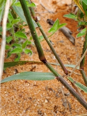 Eragrostis porosa