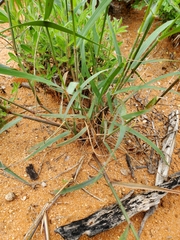 Eragrostis porosa