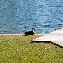 Anas platyrhynchos domesticus