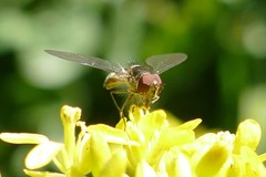 Syrphinae