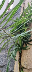 Pteris vittata