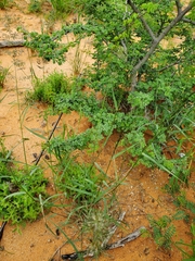 Eragrostis porosa