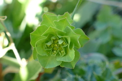 Euphorbia helioscopia