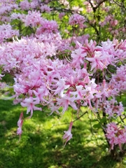 Rhododendron canescens