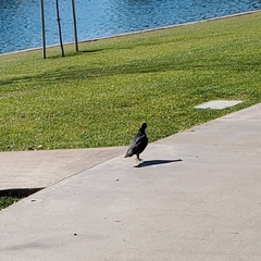 Columba livia domestica