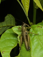 Ommatolampis perspicillata