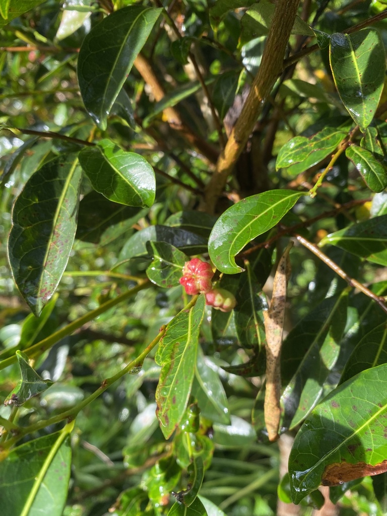 Cheese Tree from Rawson Oval, Mosman, NSW, AU on February 8, 2022 at 07 ...