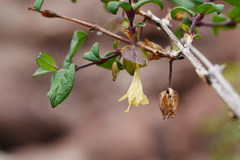 Lonicera hispida