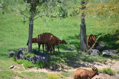Tragelaphus eurycerus