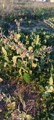Nonea vesicaria
