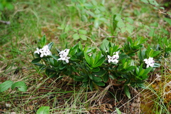 Daphne tangutica