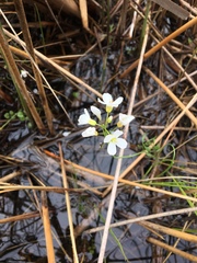 Cardamine bulbosa