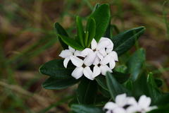 Daphne tangutica