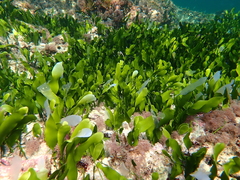 Caulerpa prolifera