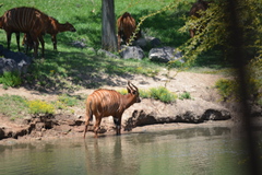 Tragelaphus eurycerus