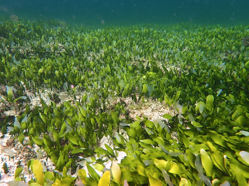 Photo of Leafy caulerpa (Caulerpa prolifera)