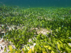 Caulerpa prolifera