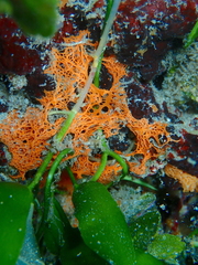 Clathrina rubra