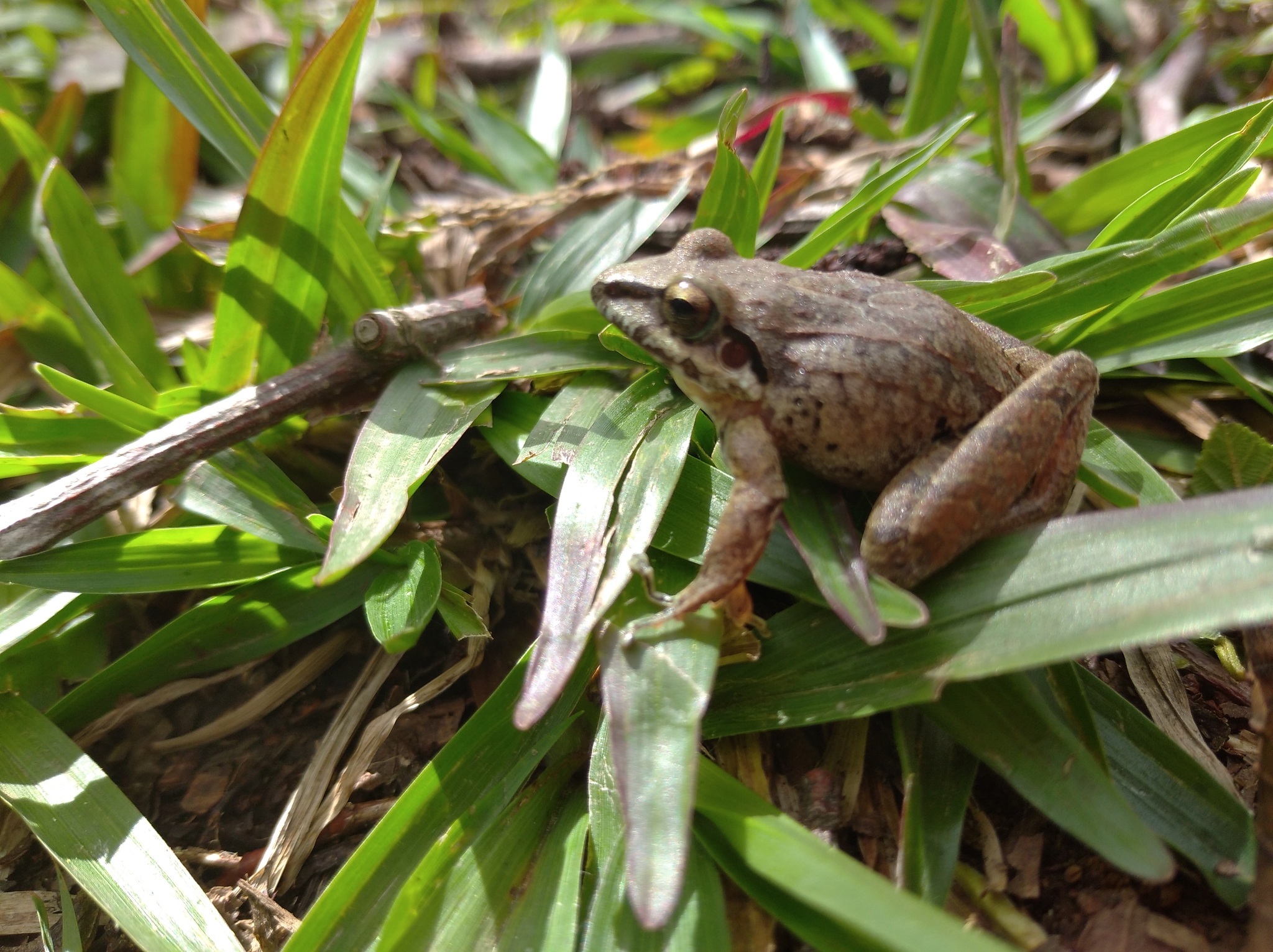 Pristimantis lymani image