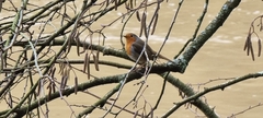 Erithacus rubecula