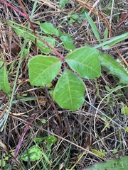 Toxicodendron radicans image