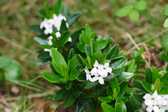 Daphne tangutica