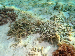 Dasycladus vermicularis