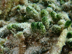 Dasycladus vermicularis